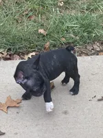 Maximus AKC, a male French Bulldog for sale in Wentzville, MO – 6 of 10
