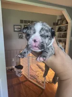 Cookies n cream, a female French Bulldog for sale in Wentzville, MO – 7 of 9
