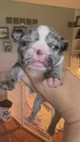 Cookies n cream, a female French Bulldog for sale in Wentzville, MO – 5 of 9