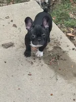 Maximus AKC, a male French Bulldog for sale in Wentzville, MO – 7 of 10