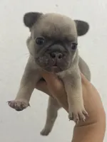 Dolly, a female French Bulldog for sale in Wentzville, MO – 4 of 5