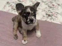 Oreo AKC, a female French Bulldog for sale in Wentzville, MO – 5 of 9