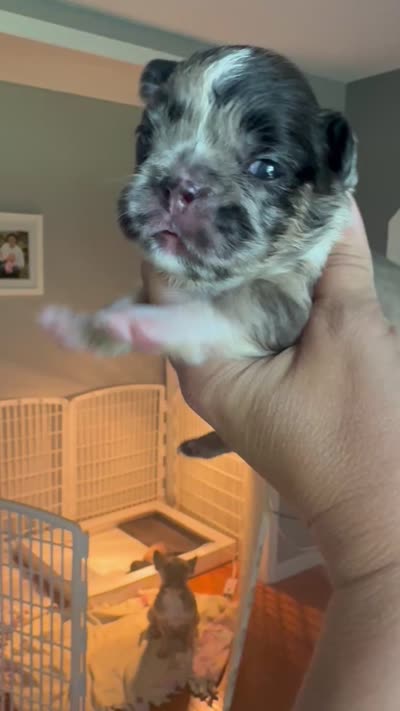 Oreo AKC, a female French Bulldog for sale in Wentzville, MO – 4 of 7