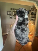 Cookies n cream, a female French Bulldog for sale in Wentzville, MO – 8 of 9