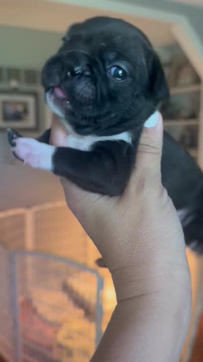 Maximus AKC, a male French Bulldog for sale in Wentzville, MO – 8 of 8