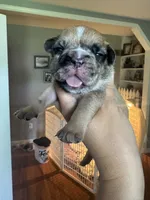 Dumpling , a female French Bulldog for sale in Wentzville, MO – 3 of 6