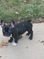 Maximus AKC, a male French Bulldog for sale in Wentzville, MO – 5 of 10