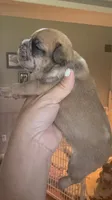 Dumpling , a female French Bulldog for sale in Wentzville, MO – 2 of 6
