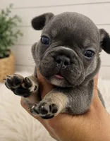 Romeo, a male French Bulldog for sale in Wentzville, MO – 2 of 5
