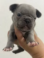 Dumpling , a male French Bulldog for sale in Wentzville, MO – 4 of 5