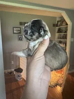Oreo AKC, a female French Bulldog for sale in Wentzville, MO – 5 of 7