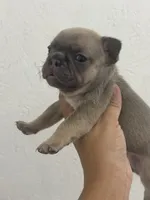 Dolly, a female French Bulldog for sale in Wentzville, MO – 2 of 5