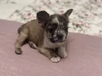 Oreo AKC, a female French Bulldog for sale in Wentzville, MO – 6 of 9