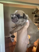 Dumpling , a female French Bulldog for sale in Wentzville, MO – 6 of 6