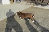 Charlotte, a female American Bulldog and Jack Russell Terrier for sale in Milwaukee, WI – Photo 2 of 5