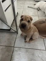Magnus, a male Chinese Shar-Pei for sale in Palm Coast, FL – 2 of 4