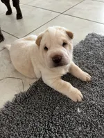 Romeo, a male Chinese Shar-Pei for sale in Palm Coast, FL – 2 of 5