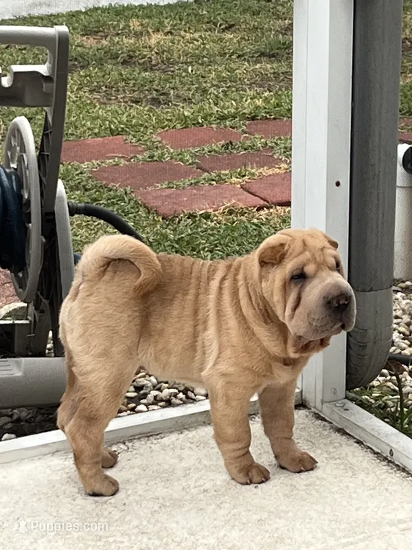 Magnus – Chinese Shar-Pei puppy for sale in Palm Coast, FL