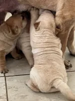 Magnus, a male Chinese Shar-Pei for sale in Palm Coast, FL – 2 of 5