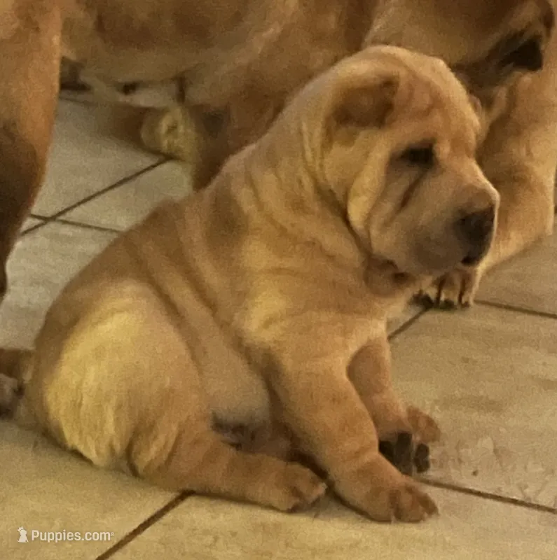Magnus, a male Chinese Shar-Pei for sale in Palm Coast, FL – 1 of 4