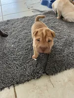 Sydney , a female Chinese Shar-Pei for sale in Palm Coast, FL – 2 of 5
