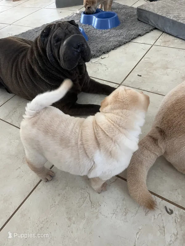 Caesar  – Chinese Shar-Pei puppy for sale in Palm Coast, FL