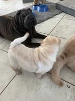 Caesar , a male Chinese Shar-Pei for sale in Palm Coast, FL – 4 of 5