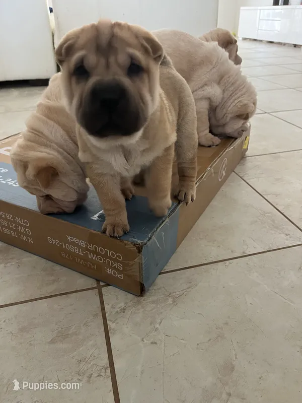 Charlotte – Chinese Shar-Pei puppy for sale in Palm Coast, FL