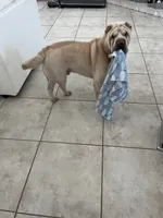Charlotte, a female Chinese Shar-Pei for sale in Palm Coast, FL – 5 of 5