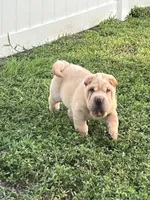 Magnus, a male Chinese Shar-Pei for sale in Palm Coast, FL – 2 of 5