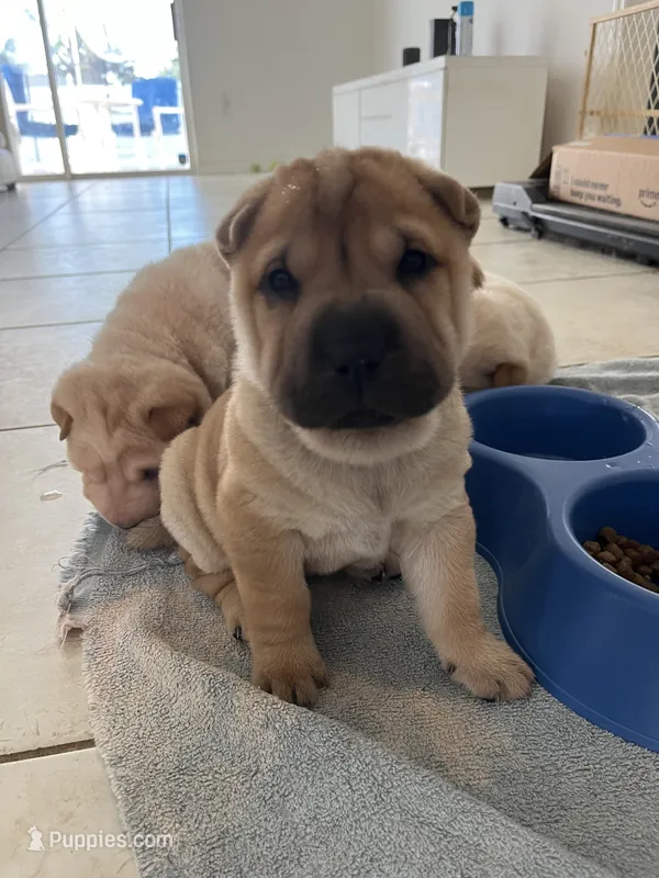Charlotte – Chinese Shar-Pei puppy for sale in Palm Coast, FL