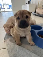 Charlotte, a female Chinese Shar-Pei for sale in Palm Coast, FL – 1 of 5