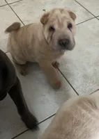 Magnus, a male Chinese Shar-Pei for sale in Palm Coast, FL – 4 of 5