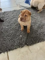 Sydney , a female Chinese Shar-Pei for sale in Palm Coast, FL – 4 of 5