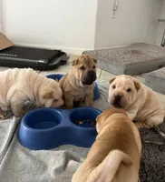 Charlotte, a female Chinese Shar-Pei for sale in Palm Coast, FL – 2 of 5
