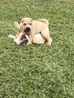 Magnus, a male Chinese Shar-Pei for sale in Palm Coast, FL – 5 of 5