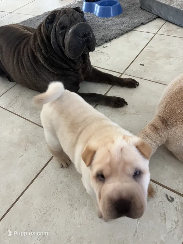 Caesar  – Chinese Shar-Pei puppy for sale in Palm Coast, FL