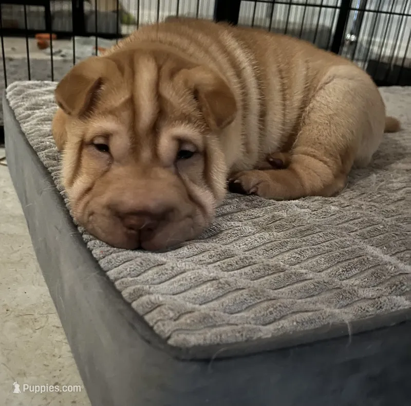 Sydney  – Chinese Shar-Pei puppy for sale in Palm Coast, FL