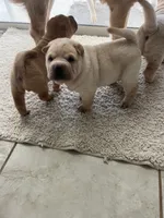 Caesar , a male Chinese Shar-Pei for sale in Palm Coast, FL – 5 of 5