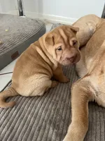 Sydney , a female Chinese Shar-Pei for sale in Palm Coast, FL – 3 of 5