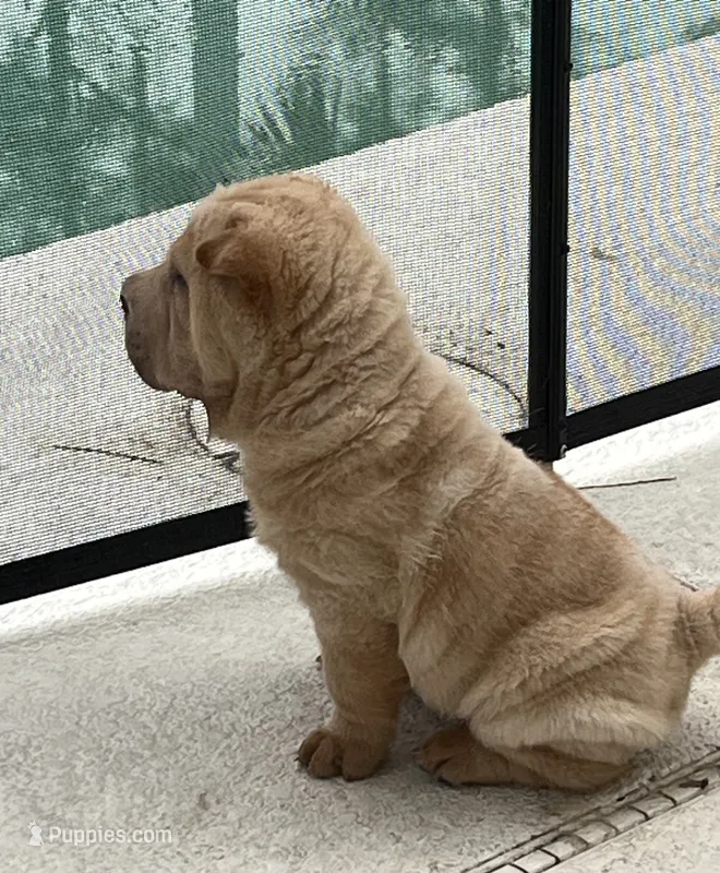 Magnus – Chinese Shar-Pei puppy for sale in Palm Coast, FL