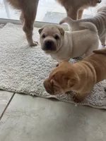 Caesar , a male Chinese Shar-Pei for sale in Palm Coast, FL – 4 of 5