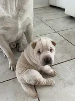 Romeo, a male Chinese Shar-Pei for sale in Palm Coast, FL – 3 of 5