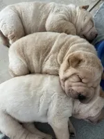 Magnus, a male Chinese Shar-Pei for sale in Palm Coast, FL – 1 of 5