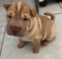 Sydney , a female Chinese Shar-Pei for sale in Palm Coast, FL – 1 of 5