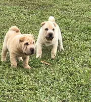 Magnus, a male Chinese Shar-Pei for sale in Palm Coast, FL – 4 of 4