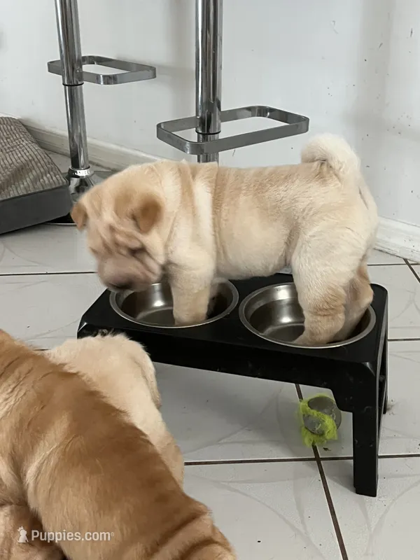 Caesar  – Chinese Shar-Pei puppy for sale in Palm Coast, FL