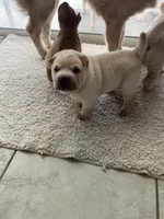 Caesar , a male Chinese Shar-Pei for sale in Palm Coast, FL – 3 of 5