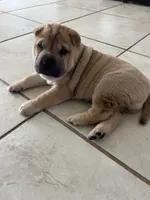 Charlotte, a female Chinese Shar-Pei for sale in Palm Coast, FL – 4 of 5