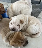 Romeo, a male Chinese Shar-Pei for sale in Palm Coast, FL – 5 of 5